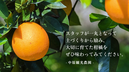 瀬戸内 オーガニック 圓妙寺 ネーブル 3kg ( 10~15個程度 )