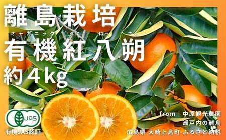 [1〜2月発送] オーガニック紅八朔 約4kg 国産 有機JAS認証 瀬戸内 広島 大崎上島 離島 有機栽培 柑橘 果物 オーガニック フルーツ ギフト 防腐剤不使用 ワックス不使用 無添加 安全 安心 送料無料 産地直送 中原観光農園