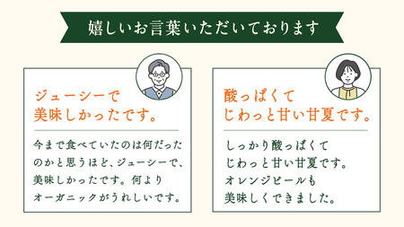 瀬戸内 オーガニック 紅甘夏 4kg 