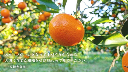 オーガニック 瀬戸内みかん 3kg (30~40個程度) 10月～1月発送