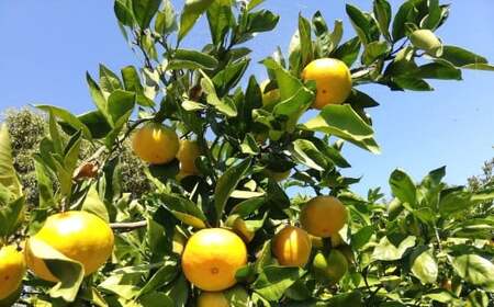 オーガニック スイートスプリング 約3kg 2〜3月発送