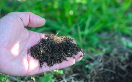 オーガニック スイートスプリング 約3kg 2〜3月発送