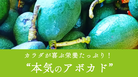 国産 オーガニック アボカド ( ベーコン種 ) 1個【2026年11月下旬以降発送】