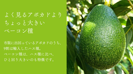 国産 オーガニック アボカド ( ベーコン種 ) 1個【2026年11月下旬以降発送】