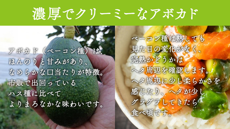 国産 オーガニック アボカド ( ベーコン種 ) 1個【2026年11月下旬以降発送】