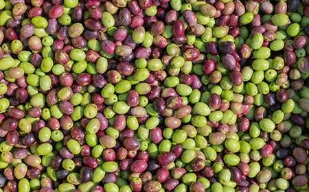 エクストラバージンオリーブオイル 45g×1本 先行予約 2025年10月下旬発送開始