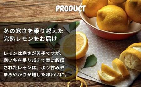 文田農園の越冬レモン 約3kg 