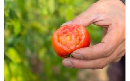 【2026年1月中旬発送開始】 亀ちゃんトマト レギュラー 約3kg 瀬戸内 広島 濃厚 トマト 産地直送 亀田農園