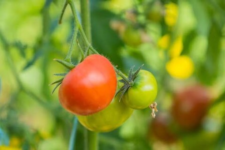 【2026年1月中旬発送開始】 亀ちゃんトマト レギュラー 約3kg 瀬戸内 広島 濃厚 トマト 産地直送 亀田農園