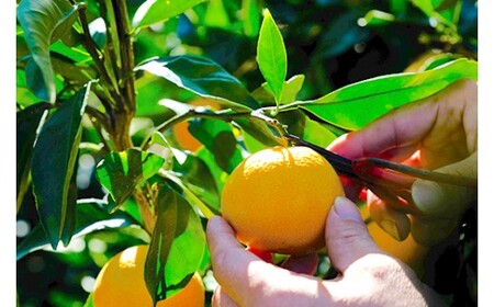 [11～2月発送] 亀ちゃん みかん 約5kg