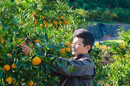 [11～2月発送] 亀ちゃん みかん 約5kg