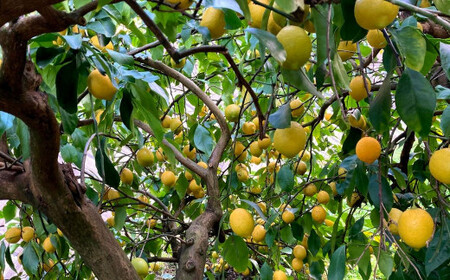 大崎上島の旬の果物を使ったフルーツカード3種+レモンのセット