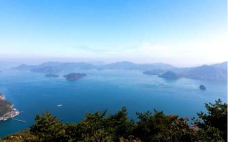 漁師直送! 生ワカメ 600g 【1月〜2月発送】 大崎上島の漁師 中村さんちのシルキー 食感