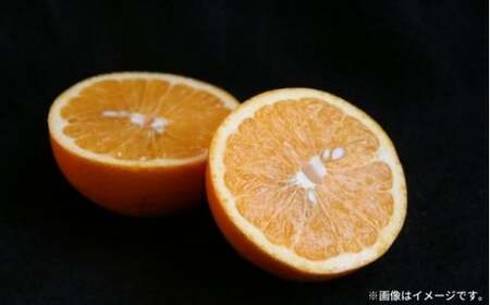 瀬戸内 紅八朔 約5kg（15個程度）【2026年2月以降発送】