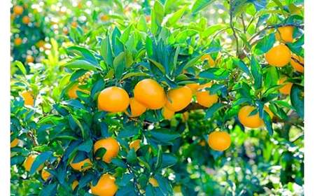 [11～2月発送] 亀ちゃん みかん 約3kg