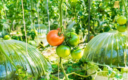 大崎上島産 西田農園の冬春 トマト 約2kg(10〜15個程度)