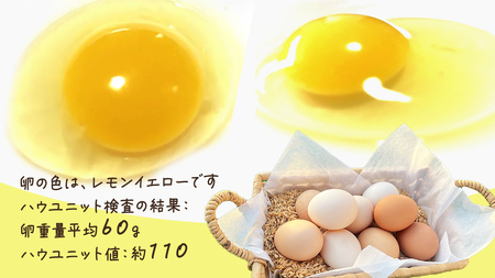 大崎上島産 もみじの 卵 20個 ( 18個+割れ保障2個 )