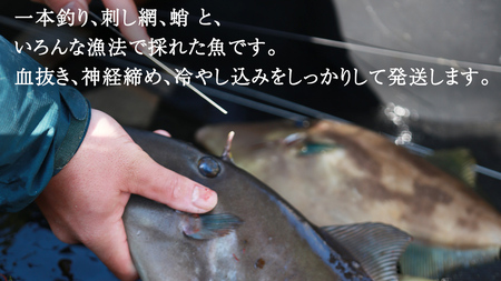 大崎上島 鮮魚 セット 2～2.5kg