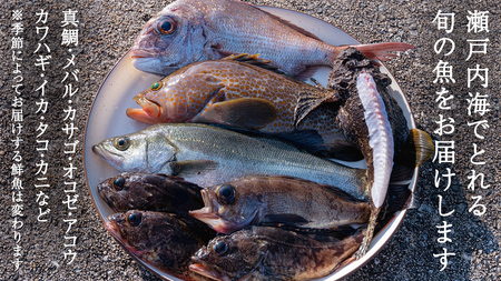 大崎上島 鮮魚 セット 2～2.5kg