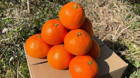 お試し 旬の柑橘 約2kg の 詰め合わせ ( おまかせ2品種 と レモン ) [OK38_001]