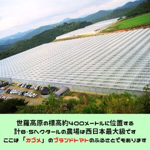 真っ赤なとんかつ ソース 3本セット 調味料 トンカツ ソース とんかつ 豚カツ トマト とまと 広島 世羅 A007-01