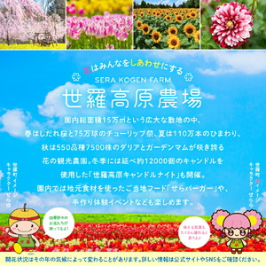 花畑入園 チケット6枚《世羅高原農場》しだれ桜 チューリップ ひまわり ダリア ガーデンマム 観光 農園 A041-11
