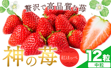 いちご 神石イチゴファームの苺 神の苺 12粒 約350g  I-temホールディングス株式会社《12月中旬-3月末頃出荷》いちご イチゴ 苺 フルーツ 果物 送料無料
