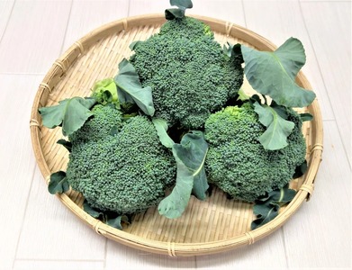 旬の野菜 詰め合わせセット 5品種 ( お楽しみ 産地直送 農家直送 季節 旬 おまかせ 春 夏 秋 冬 やさい サラダ 新鮮 玉ねぎ 人参 じゃがいも ピーマン 大根 なす キャベツ 等 豊浦町 川棚 下関 山口 ) FW003