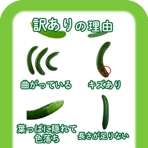 きゅうり 訳あり 3kg 【2025年8月末頃より出荷】きゅうりきゅうりきゅうりきゅうりきゅうりきゅうりきゅうりきゅうりきゅうりきゅうりきゅうりきゅうりきゅうりきゅうりきゅうりきゅうりきゅうりきゅうりきゅうりきゅうりきゅうりきゅうりきゅうりきゅうりきゅうりきゅうりきゅうりきゅうりきゅうりきゅうりきゅうりきゅうりきゅうりきゅうりきゅうりきゅうりきゅうりきゅうりきゅうりきゅうりきゅうりきゅうりきゅうりきゅうりきゅうりきゅうりきゅうりきゅうりきゅうりきゅうりきゅうりきゅうりきゅうりきゅうりきゅうりきゅうりきゅうりきゅうりきゅうりきゅうりきゅうりきゅうりきゅうりきゅうりきゅうりきゅうりきゅうりきゅうりきゅうりきゅうりきゅうりきゅうりきゅうりきゅうりきゅうりきゅうりきゅうりきゅうりきゅうりきゅうりきゅうりきゅうりきゅうりきゅうりきゅうりきゅうりきゅうりきゅうりきゅうりきゅうりきゅうりきゅうりきゅうりきゅうりきゅうりきゅうりきゅうりきゅうりきゅうりきゅうりきゅうりきゅうりきゅうりきゅうりきゅうりきゅうりきゅうりきゅうりきゅうりきゅうりきゅうりきゅうりきゅうりきゅうりきゅうりきゅうりきゅうりきゅうりきゅうりきゅうりきゅうりきゅうりきゅうりきゅうりきゅうりきゅうりきゅうりきゅうりきゅうりきゅうりきゅうりきゅうりきゅうりきゅうりきゅうりきゅうりきゅうりきゅうりきゅうりきゅうりきゅうりきゅうりきゅうりきゅうりきゅうりきゅうりきゅうりきゅうりきゅうりきゅうりきゅうりきゅうりきゅうりきゅうりきゅうりきゅうりきゅうりきゅうりきゅうりきゅうりきゅうりきゅうりきゅうりきゅうりきゅうりきゅうりきゅうりきゅうりきゅうりきゅうりきゅうりきゅうりきゅうりきゅうりきゅうりきゅうりきゅうりきゅうりきゅうりきゅうりきゅうりきゅうりきゅうりきゅうりきゅうりきゅうりきゅうりきゅうりきゅうりきゅうりきゅうりきゅうりきゅうりきゅうりきゅうりきゅうりきゅうりきゅうりきゅうりきゅうりきゅうりきゅうりきゅうりきゅうりきゅうりきゅうりきゅうりきゅうりきゅうりきゅうりきゅうりきゅうりきゅうりきゅうりきゅうりきゅうりきゅうりきゅうりきゅうりきゅうりきゅうりきゅうりきゅうりきゅうりきゅうりきゅうりきゅうりきゅうりきゅうりきゅうりきゅうりきゅうりきゅうりきゅうりきゅうりきゅうりきゅうりきゅうりきゅうりきゅうり IM001-x