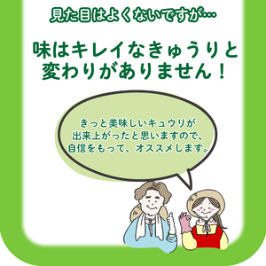 きゅうり 訳あり 3kg 【2025年8月末頃より出荷】きゅうりきゅうりきゅうりきゅうりきゅうりきゅうりきゅうりきゅうりきゅうりきゅうりきゅうりきゅうりきゅうりきゅうりきゅうりきゅうりきゅうりきゅうりきゅうりきゅうりきゅうりきゅうりきゅうりきゅうりきゅうりきゅうりきゅうりきゅうりきゅうりきゅうりきゅうりきゅうりきゅうりきゅうりきゅうりきゅうりきゅうりきゅうりきゅうりきゅうりきゅうりきゅうりきゅうりきゅうりきゅうりきゅうりきゅうりきゅうりきゅうりきゅうりきゅうりきゅうりきゅうりきゅうりきゅうりきゅうりきゅうりきゅうりきゅうりきゅうりきゅうりきゅうりきゅうりきゅうりきゅうりきゅうりきゅうりきゅうりきゅうりきゅうりきゅうりきゅうりきゅうりきゅうりきゅうりきゅうりきゅうりきゅうりきゅうりきゅうりきゅうりきゅうりきゅうりきゅうりきゅうりきゅうりきゅうりきゅうりきゅうりきゅうりきゅうりきゅうりきゅうりきゅうりきゅうりきゅうりきゅうりきゅうりきゅうりきゅうりきゅうりきゅうりきゅうりきゅうりきゅうりきゅうりきゅうりきゅうりきゅうりきゅうりきゅうりきゅうりきゅうりきゅうりきゅうりきゅうりきゅうりきゅうりきゅうりきゅうりきゅうりきゅうりきゅうりきゅうりきゅうりきゅうりきゅうりきゅうりきゅうりきゅうりきゅうりきゅうりきゅうりきゅうりきゅうりきゅうりきゅうりきゅうりきゅうりきゅうりきゅうりきゅうりきゅうりきゅうりきゅうりきゅうりきゅうりきゅうりきゅうりきゅうりきゅうりきゅうりきゅうりきゅうりきゅうりきゅうりきゅうりきゅうりきゅうりきゅうりきゅうりきゅうりきゅうりきゅうりきゅうりきゅうりきゅうりきゅうりきゅうりきゅうりきゅうりきゅうりきゅうりきゅうりきゅうりきゅうりきゅうりきゅうりきゅうりきゅうりきゅうりきゅうりきゅうりきゅうりきゅうりきゅうりきゅうりきゅうりきゅうりきゅうりきゅうりきゅうりきゅうりきゅうりきゅうりきゅうりきゅうりきゅうりきゅうりきゅうりきゅうりきゅうりきゅうりきゅうりきゅうりきゅうりきゅうりきゅうりきゅうりきゅうりきゅうりきゅうりきゅうりきゅうりきゅうりきゅうりきゅうりきゅうりきゅうりきゅうりきゅうりきゅうりきゅうりきゅうりきゅうりきゅうりきゅうりきゅうりきゅうりきゅうりきゅうりきゅうりきゅうりきゅうりきゅうりきゅうりきゅうりきゅうりきゅうりきゅうり IM001-x