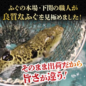 【※備考欄に配送指定日必須】朝獲れ 活締め とらふぐ ちり鍋 fg016