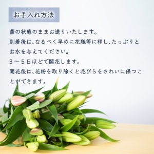 花 ゆり 5本 蕾 約20個 オリエンタルリリー 切り花 下関 山口 GJ001