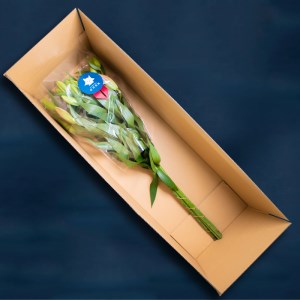 花 ゆり 5本 蕾 約20個 オリエンタルリリー 切り花 下関 山口 GJ001