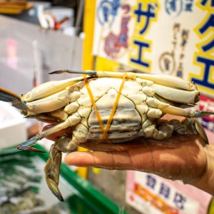 ワタリガニ メス 約300g 冷蔵 ガザミ 蟹 下関 唐戸市場 直送 冬季 ( ワタリガニ 蟹 渡り蟹 瀬戸内海蟹 市場直送蟹 冷蔵蟹 蟹パスタ  蟹サラダ 蟹汁 ボイル蟹 下関蟹 唐戸市場蟹 ) FY011 | 山口県下関市 | ふるさと納税サイト「ふるなび」