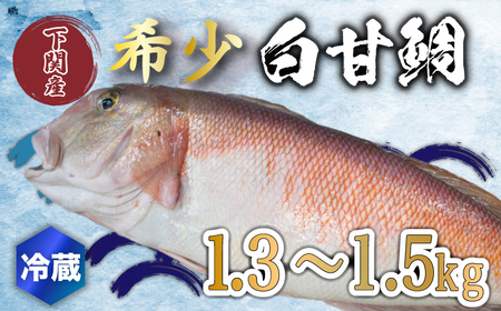 白 甘鯛 1.3～1.5kg 冷蔵 高級 魚 鮮魚 シロ アマダイ 鯛 下処理 済み