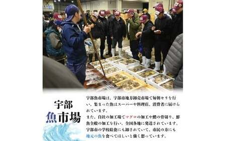 【北海道・東北・沖縄・離島配送不可／着日指定必須】市場直送！とらふぐ 身欠き 1匹分 600g前後 ふぐ