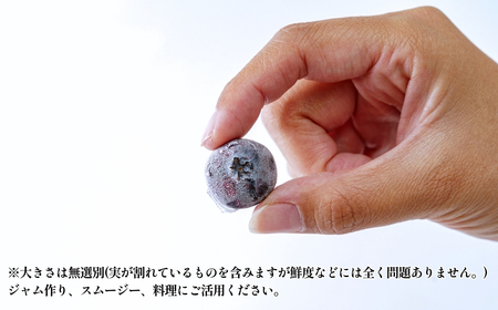 ブルーベリー 訳あり 冷凍 10kg フルーツ ベリー 果物