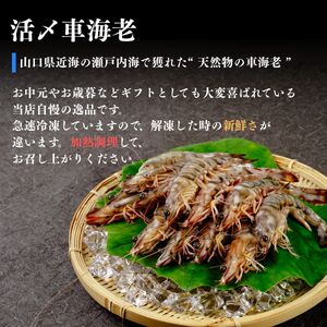 【活き〆】冷凍 車海老 12尾 400g 車海老 山口県 宇部市