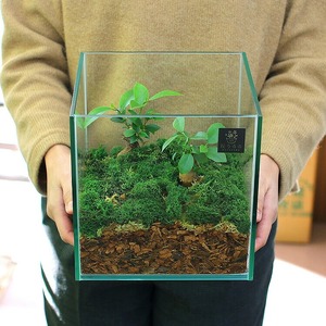 D011 観葉植物 [テラリウム Mサイズ] (花うるる モダン インテリア ギフト プレゼント おしゃれ 観葉 ガジュマル ガラス ケース 完成品 ミニ観葉 盆栽 アクアリウム おしゃれ リビング 開店祝い 新築祝い 苔リウム コケリウム オフィス 母の日 ジオラマ 鉢