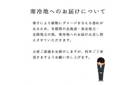 D011 観葉植物 [テラリウム Mサイズ] (花うるる モダン インテリア ギフト プレゼント おしゃれ 観葉 ガジュマル ガラス ケース 完成品 ミニ観葉 盆栽 アクアリウム おしゃれ リビング 開店祝い 新築祝い 苔リウム コケリウム オフィス 母の日 ジオラマ 鉢