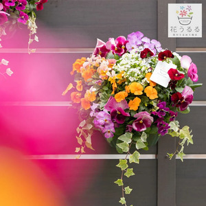 パンジーオーキッド・薔薇・フラワーアレンジメント サイズ大 パンジーオーキッド・薔薇・フラワーアレンジメント サイズ大 アート