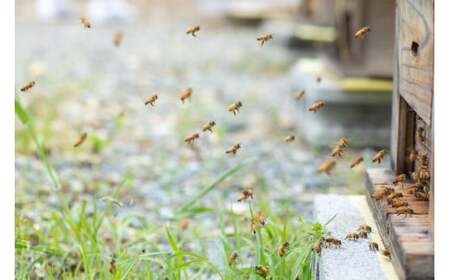 B060 山口県産 愛情いっぱい極上のはちみつギフトセット大(300g×3本) B060 山口県産 愛情いっぱい極上のはちみつギフトセット大(300g×3本)