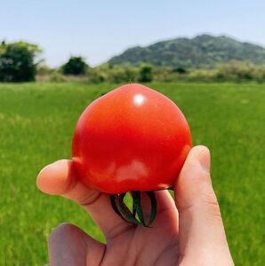D325 山口秋穂トマト　浜青江とまと農園