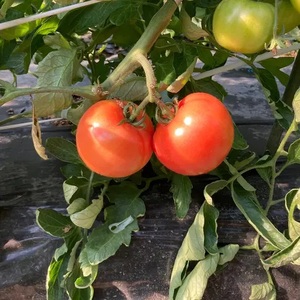 D325 山口秋穂トマト　浜青江とまと農園