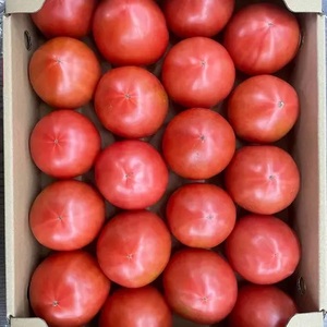 D325 山口秋穂トマト　浜青江とまと農園