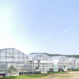 D325 山口秋穂トマト　浜青江とまと農園