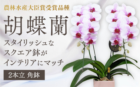 D368 【農林水産大臣賞受賞品種】☆鉢も楽しむ！『スクエア鉢』☆スタイリッシュな『乙姫（おとひめ）』＊角鉢＊２本立＊