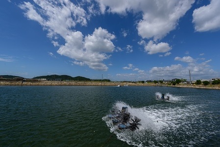 C060 旭水産活き車海老(あいおえび)1kg(20~35尾)【養殖】