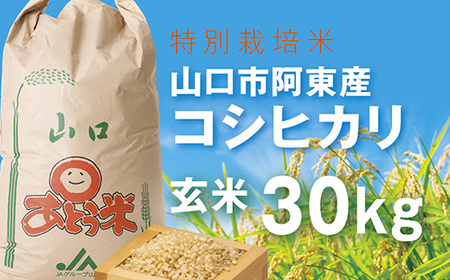 C-013 特別栽培米阿東産コシヒカリ玄米30kg | 山口県山口市 | ふるさと