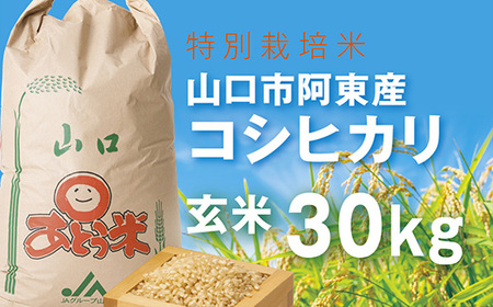 C020 特別栽培米阿東産コシヒカリ玄米30kg | 山口県山口市 | ふるさと 